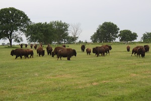 bison_5